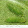 lycaena candens georgia larva3b